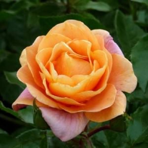 TOGETHER FOREVER (floribunda)